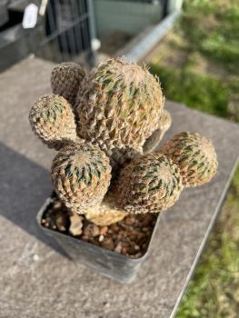 Encephalocarpus strobiliformis